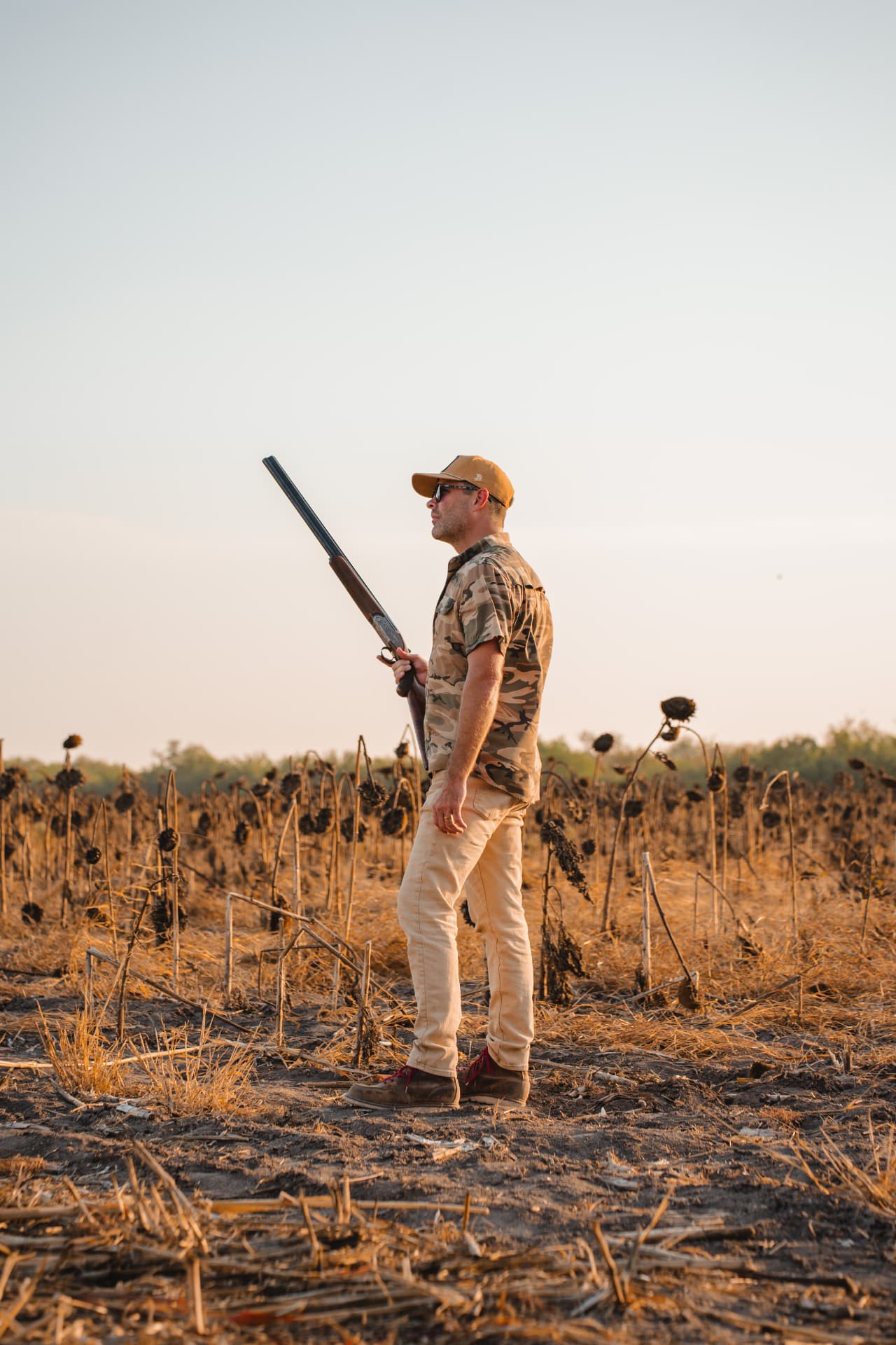 Hunter in the dried sunflower field at golden hour