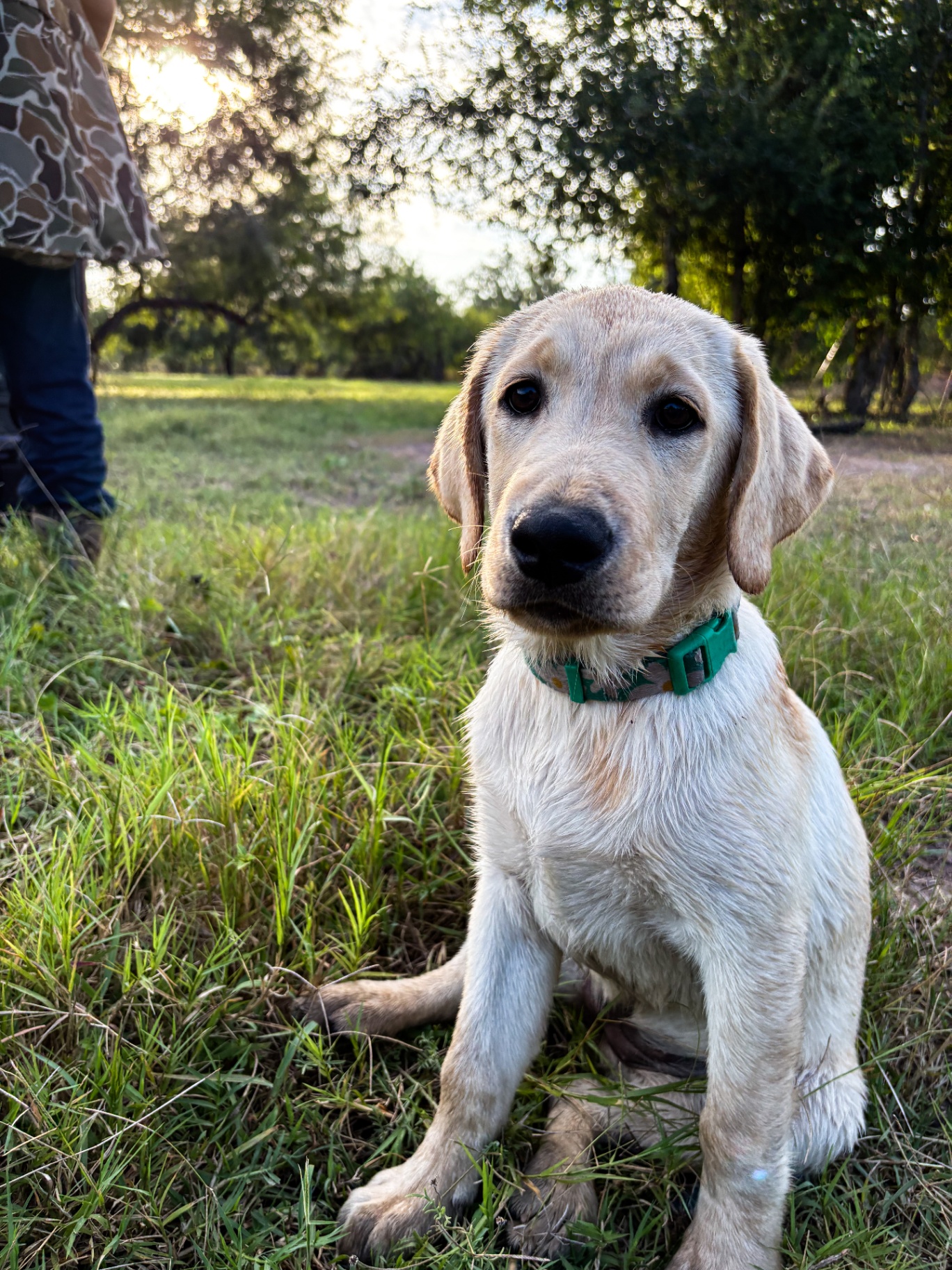 Yellow lab pup at golden hour