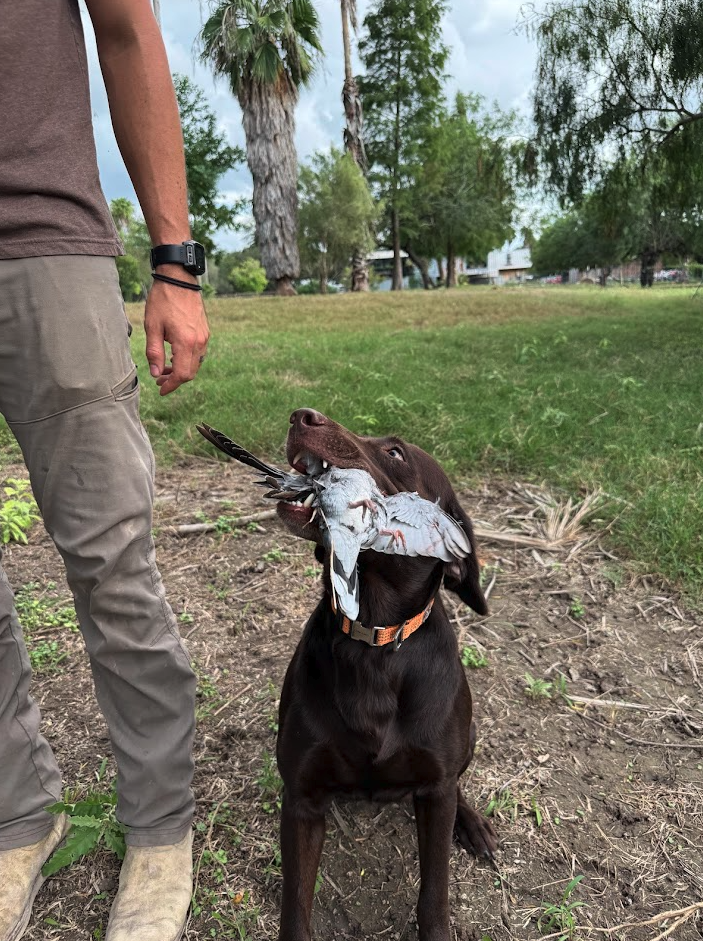 Chocolate lab retrieving a dove