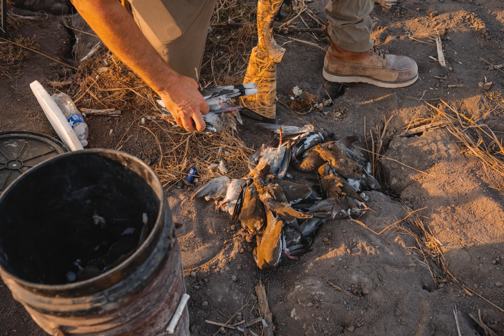 Sorting the day's dove harvest on the ground