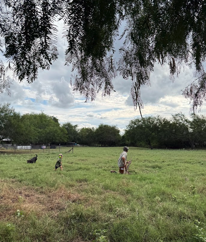Wide field scene framed by overhanging branches